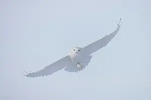 Singlw: Snowy Owl male flight
