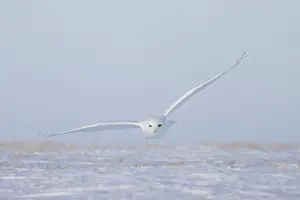 Singlw: Snowy Owl male flight