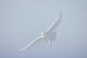 Singlw: Snowy Owl male flight