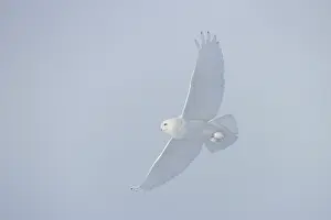 Singlw: Snowy Owl male flight