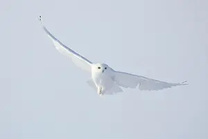 Singlw: Snowy Owl male flight