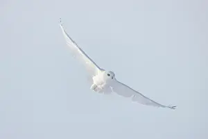 Singlw: Snowy Owl male flight