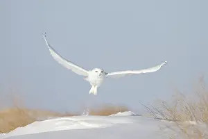 Singlw: Snowy Owl male flight
