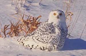 Mottle: Snowy Owl (Nyctea scandiaca)