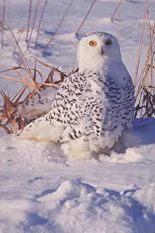Lucky: Snowy owl (Nyctea scandiaca)