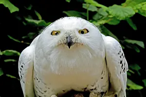 Nyctea: Snowy Owl (nyctea scandiaca)
