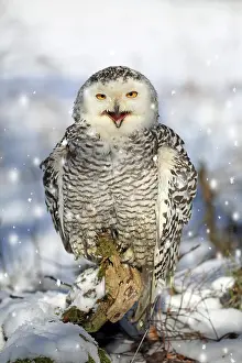111020: Snowy owl (Nyctea scandiaca), adult, calling, winter