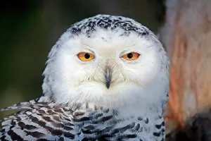 Nyctea: Snowy owl (Nyctea scandiaca), adult, animal portrait