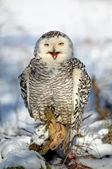 Nyctea: Snowy owl (Nyctea scandiaca), adult, calling, winter