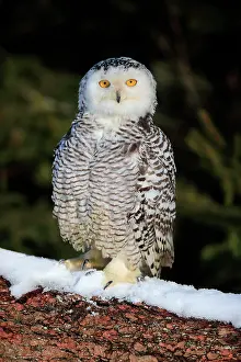 Nyctea: Snowy owl (Nyctea scandiaca), adult, alert, on tree