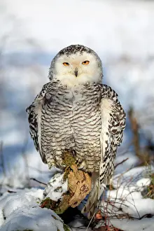 Nyctea: Snowy owl (Nyctea scandiaca), adult, alert, on tree
