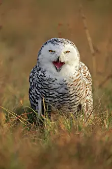 Nyctea: Snowy owl (Nyctea scandiaca), adult, calling on