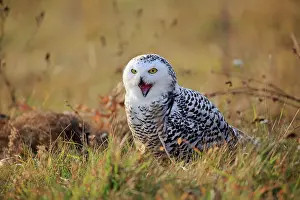 Nyctea: Snowy owl (Nyctea scandiaca), adult, calling on