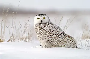 Nyctea: Snowy Owl (Nyctea scandiaca), adult female perched