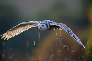 Nyctea: Snowy owl (Nyctea scandiaca), adult, flies over