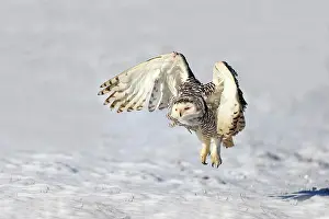 Nyctea: Snowy owl (Nyctea scandiaca), adult, on ground
