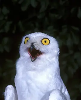 Nyctea: Snowy Owl (nyctea scandiaca), Adult with Open Mouth