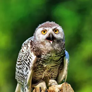 Sound: Snowy Owl (Nyctea scandiaca), calling, portrait