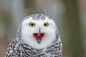 Nyctea: Snowy owl (Nyctea scandiaca), Czech Republic, calling