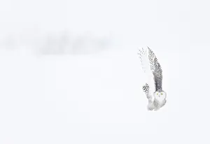 Nyctea: Snowy Owl (Nyctea scandiaca) in the snow, Scandinavia