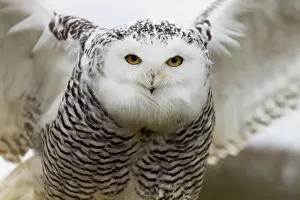 Fierce: Snowy Owl opening wings controlled conditions