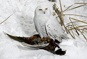 Nyctea: Snowy Owl with Prey
