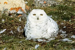 Dawna Jones: SNOWY OWL, SITTING ON GROUND