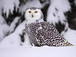 040319: Snowy Owl-sitting on a snow covered ground, Czech