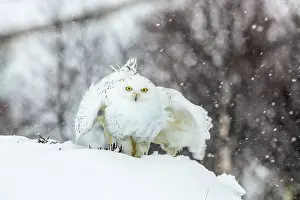Ruffled: Snowy Owl - In Snow - Captive - UK