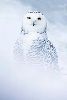 Ranua: Snowy Owl in snow Ranua Wildlife Park, Finland