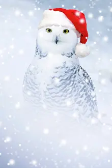 Copyspace: Snowy Owl in snow wearing a red Christmas Santa