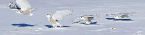 Swooping: Snowy Owl - Swooping down to catch prey in snow