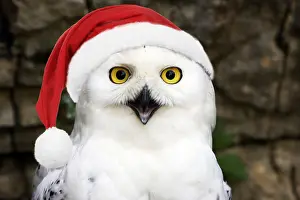 090819: Snowy Owl wearing christmas hat