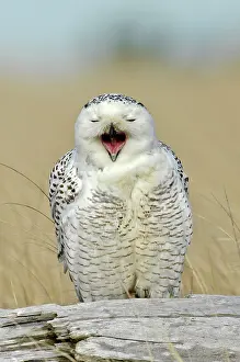 Surprised: Snowy Owl Yawning