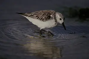 Alexandrinus: Snowy Plover