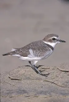 Charadriidae: Snowy Plover