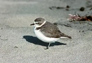 Charadriidae: Snowy Plover