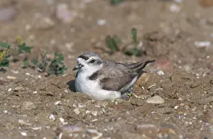Brooding: Snowy Plover on Nest