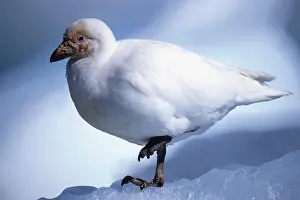 Albus: Snowy Sheatbill (Chionis albus), Paulet Island