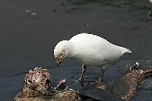 Sheathbill: Snowy Sheathbill