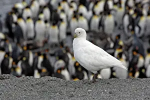 Sheathbill: Snowy Sheathbill