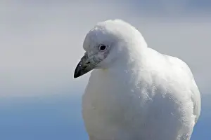 Sheathbill: Snowy Sheathbill - Antarctic Peninsula