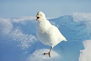 Sheathbill: Snowy Sheathbill - calling