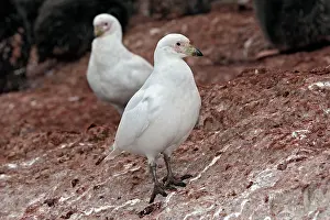 Sheathbill: Snowy Sheathbill - Gourdin Island - Antarctic Peninsula