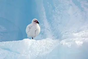 Paulet: Snowy Sheathbill - Paulet Island - Antarctic Peninsula