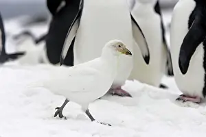Sheathbill: Snowy Sheathbill - amongst penguin colony