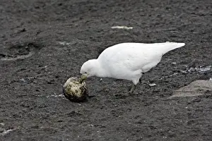 Sheathbill: Snowy Sheathbill - with Penguin egg