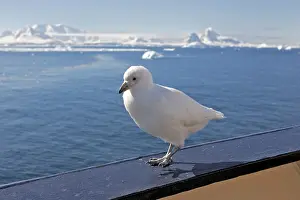 Sheathbill: Snowy Sheathbill - resting on edge of boat - Antarctic