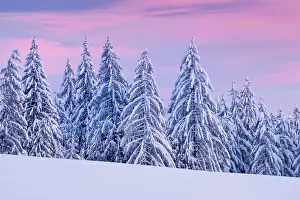Spruce: Snowy spruce forest at Ratenpass, Canton Zug Switzerland