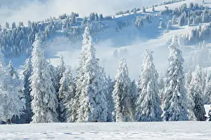 Snowdrift: Snowy spruce forest, Switzerland, Europe